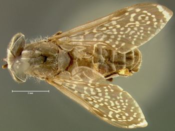 Media type: image;   Entomology 7515 Aspect: habitus dorsal view